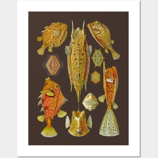 Ernst Haeckel Ostraciontes Boxfish Posters and Art